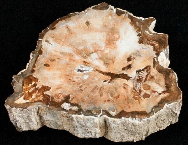 Polished Petrified Wood Limb Slice - Madagascar #11652